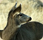 Wildlife and natural landscapes in India