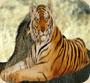 Wildlife and natural landscapes in India