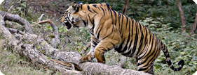 Wildlife and natural landscapes in India