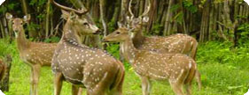 Wildlife and natural landscapes in India